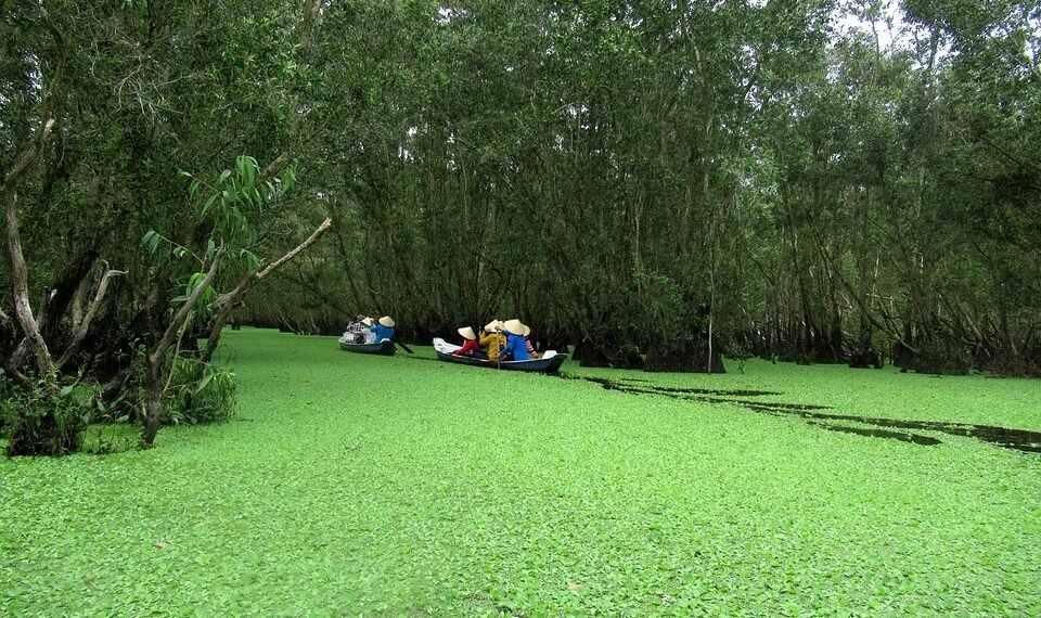 difference between viruses and bacteria