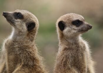 how different musical genres developed