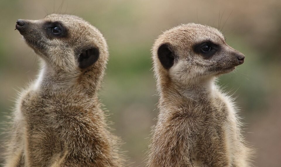 how different musical genres developed