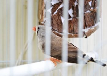 charles darwin theory of evolution overview