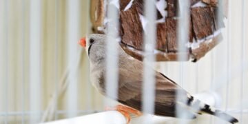 charles darwin theory of evolution overview