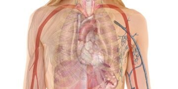 how hormones regulate body functions