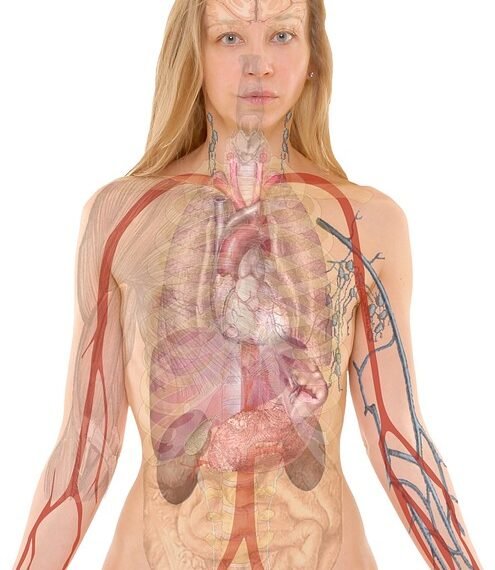 how hormones regulate body functions