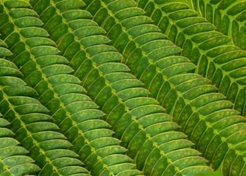 importance of screenplay structure in filmmaking