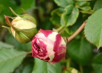 evolution of movie marketing and trailers