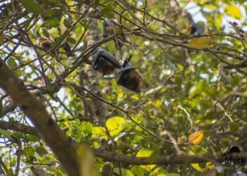 difference between viruses and bacteria