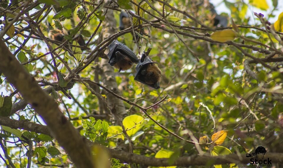 difference between viruses and bacteria