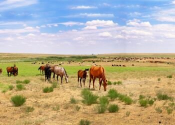 difference between viruses and bacteria