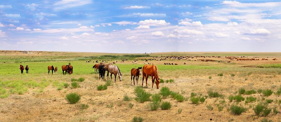 difference between viruses and bacteria