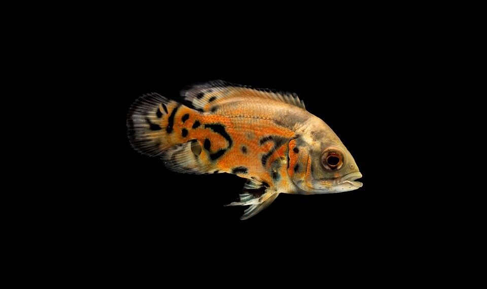 history of oscar awards ceremony