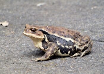 how the cardiovascular system functions