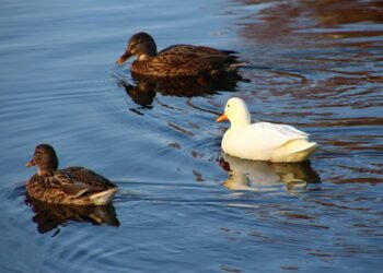 difference between viruses and bacteria