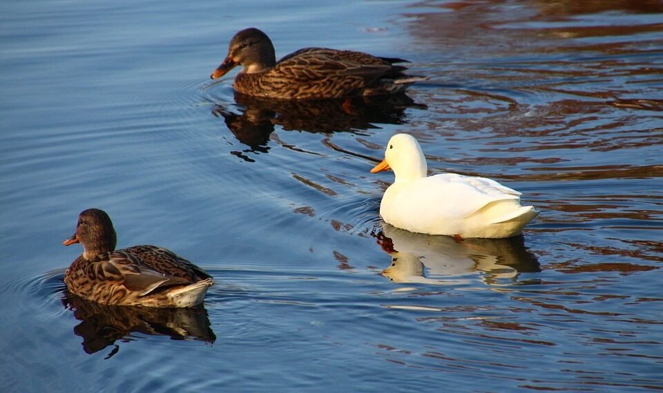 difference between viruses and bacteria