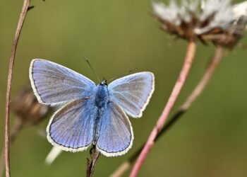 common vitamins and their roles in the body