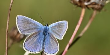 common vitamins and their roles in the body