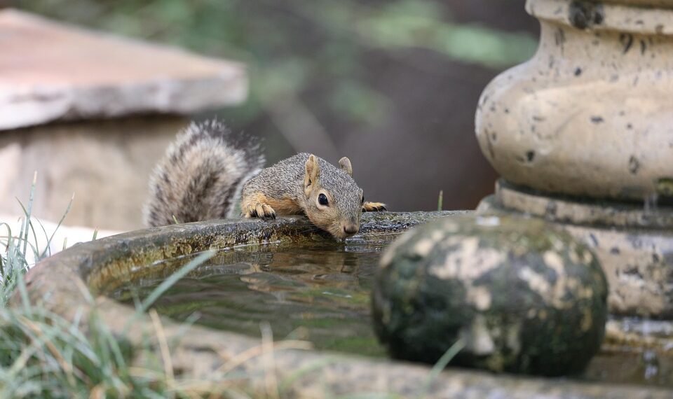 importance of hydration for overall health