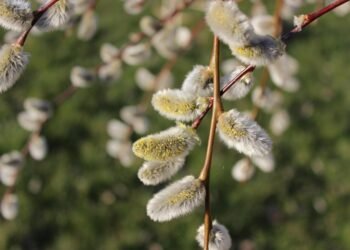 basics of human kidney function