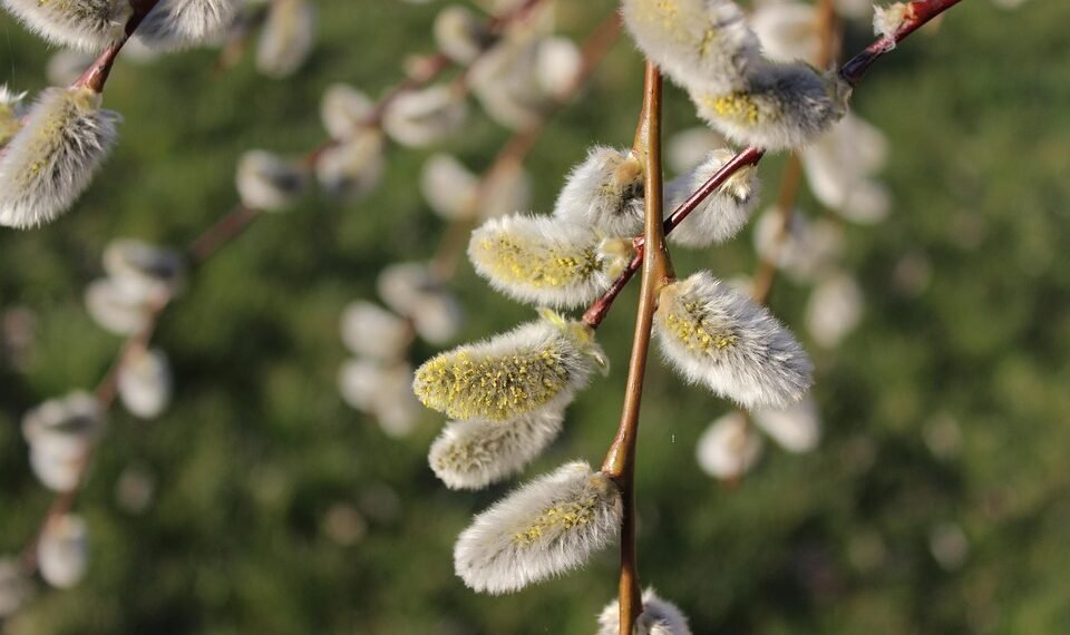 basics of human kidney function