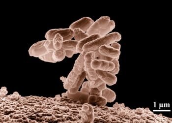 how vaccines support immunity