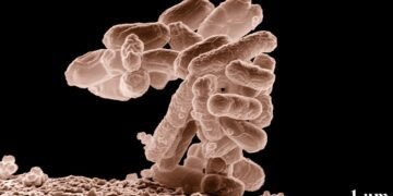 how vaccines support immunity
