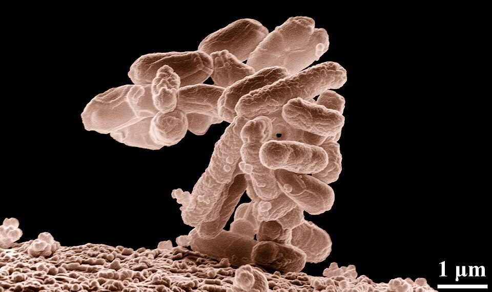 how vaccines support immunity