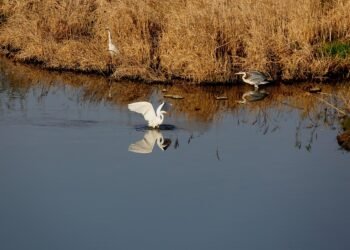 common vitamins and their roles in the body