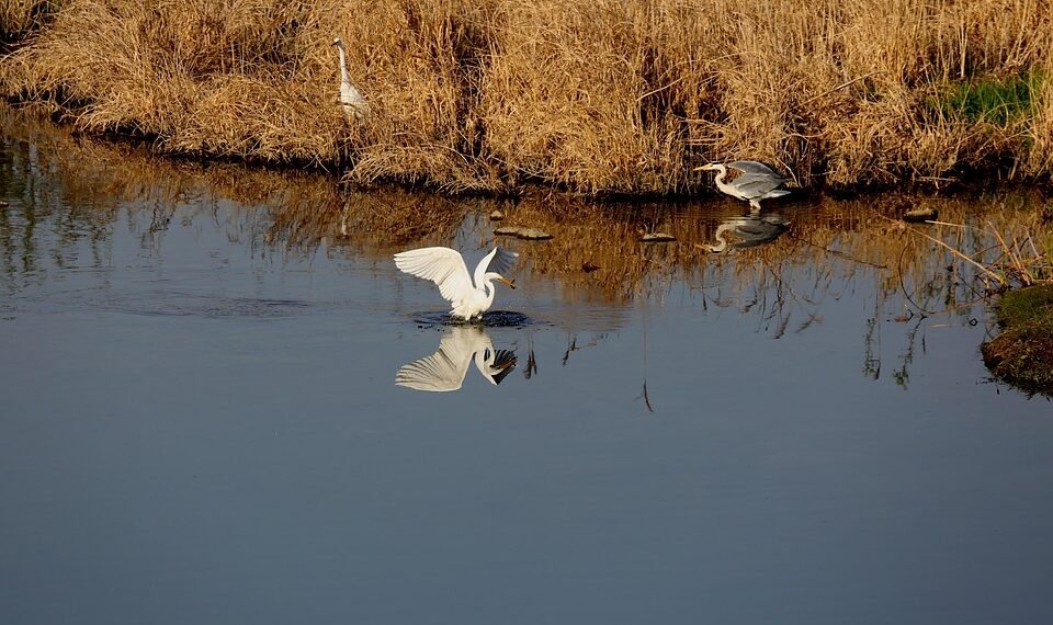 common vitamins and their roles in the body