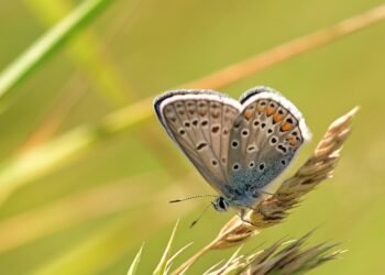 common vitamins and their roles in the body