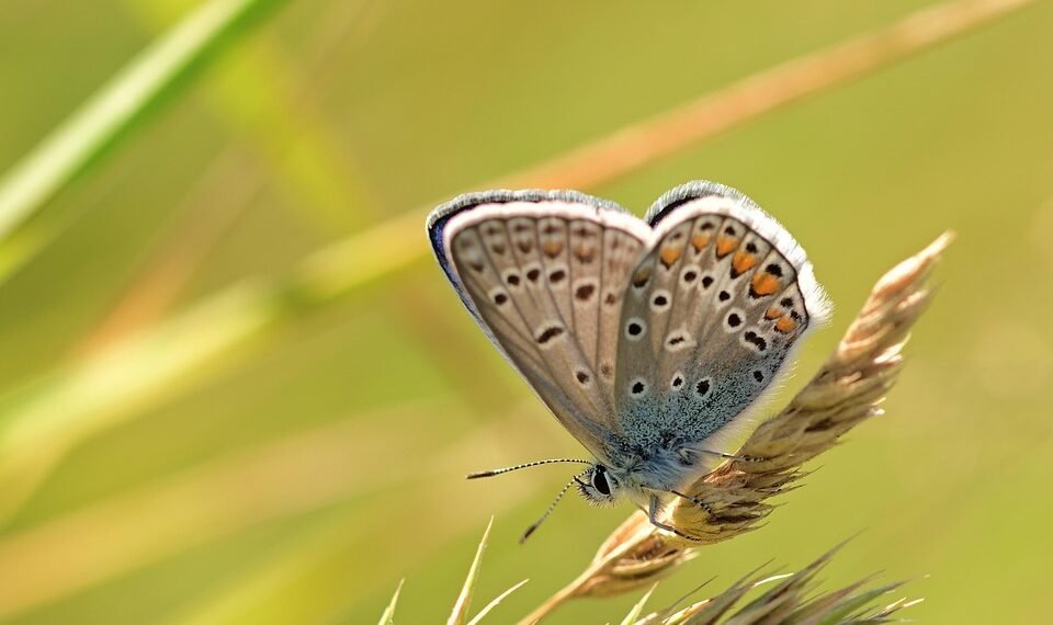 common vitamins and their roles in the body