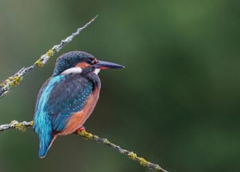 martin scorsese contribution to filmmaking