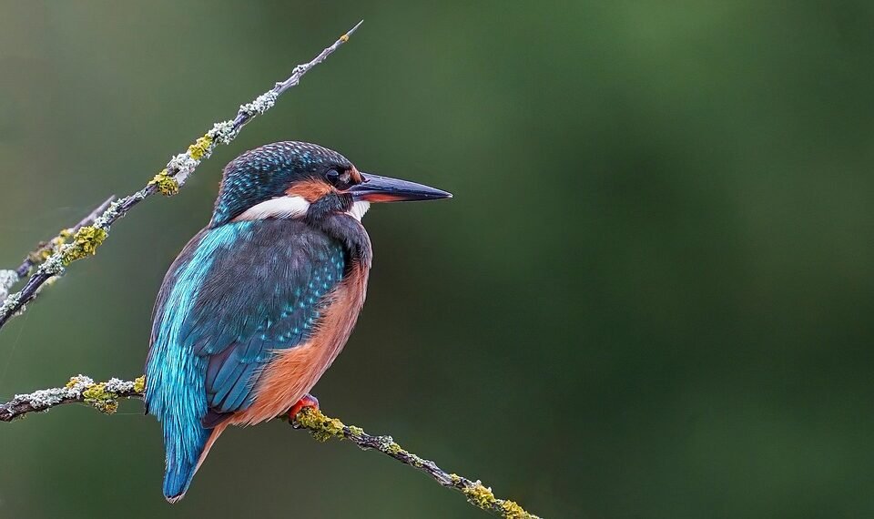 martin scorsese contribution to filmmaking