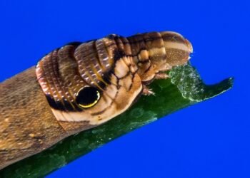 how musicals became a global genre