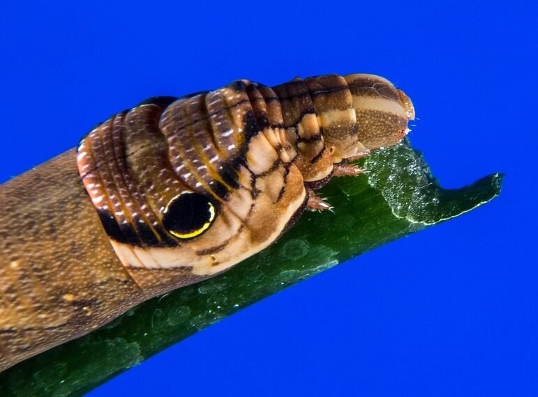 how musicals became a global genre