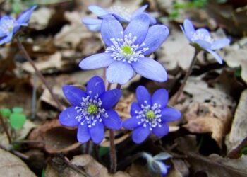 role of the liver in detoxification