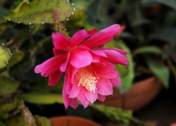 how film ratings systems developed globally