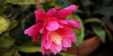 how film ratings systems developed globally