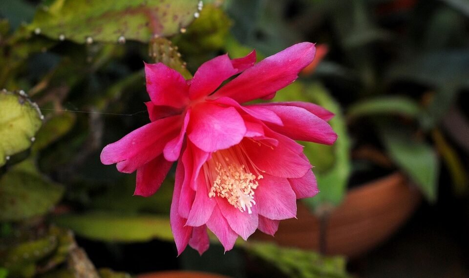 how film ratings systems developed globally