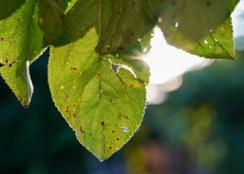 photosynthesis process explained simply