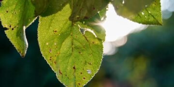 photosynthesis process explained simply