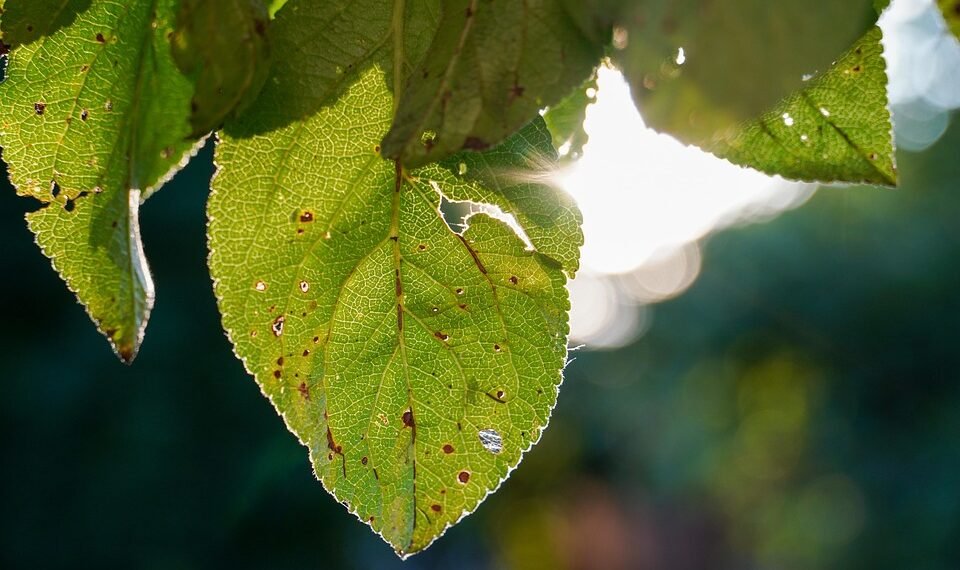photosynthesis process explained simply