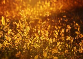 the golden age of hollywood explained