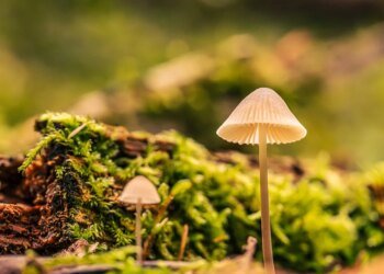 how enzymes work in biological reactions