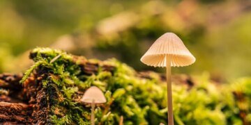 how enzymes work in biological reactions