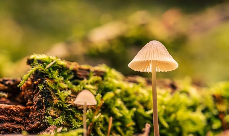 how enzymes work in biological reactions