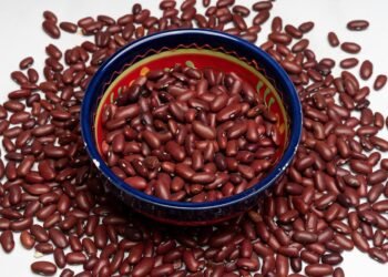 basics of human kidney function