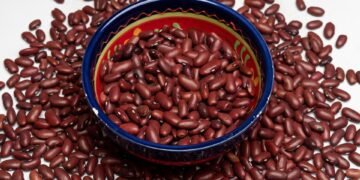 basics of human kidney function