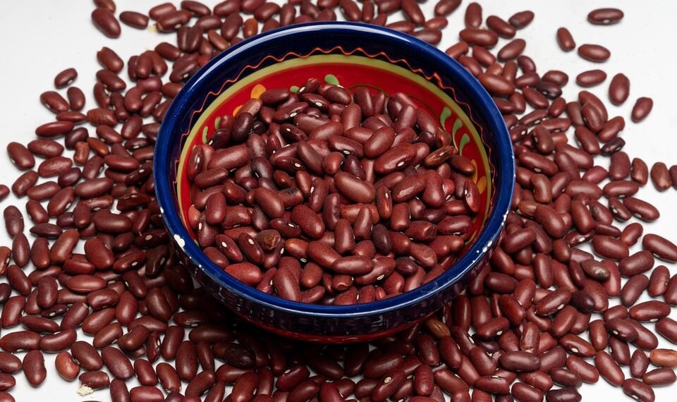 basics of human kidney function