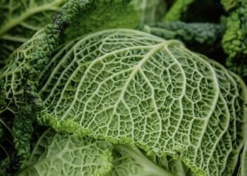 healthy eating habits and nutrition basics