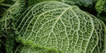 healthy eating habits and nutrition basics