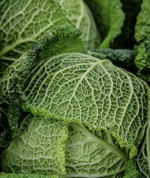 healthy eating habits and nutrition basics